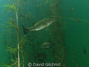 Fish 'hang out' among the vegetation in a local quarry cl... by David Gilchrist 
